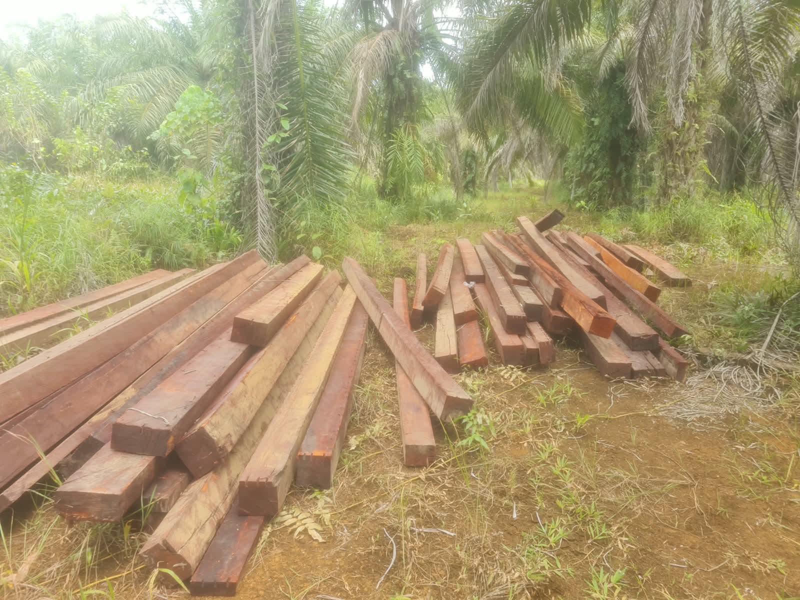 Dugaan Pembalakan Liar di Cagar Alam Morowali Kian Marak, Masyarakat Minta Pemerintah Tidak Tutup Mata
