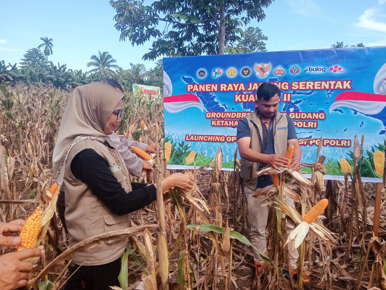 Sinergi Polri, Pemerintah, dan Petani Warnai Panen Raya Jagung Serentak di Kabupaten Luwu