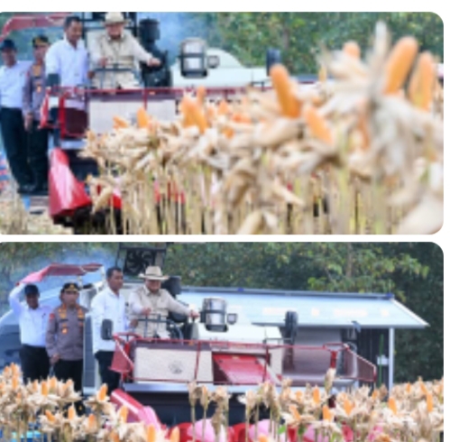 Presiden Prabowo Pimpin Panen Raya Jagung Nasional di Tuban, Perkuat Ketahanan Pangan Indonesia
