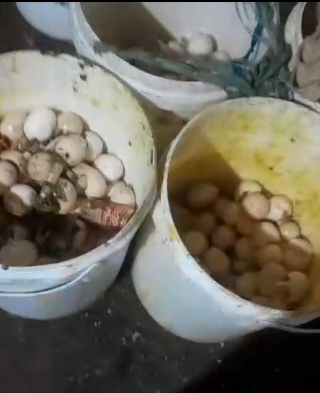 TELUR INFERTIL DIDUGA MENYUSUP KE PASAR! DARI CURUG DENDENG BOGOR, JEJAK DISTRIBUSINYA MULAI DIPERTANYAKAN