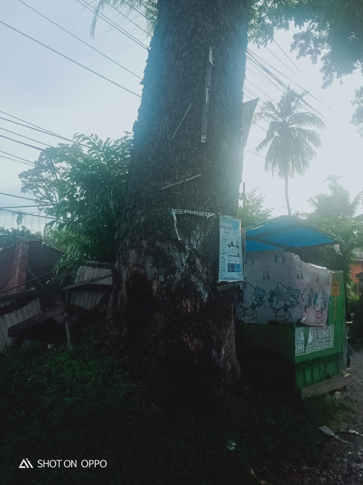 Penebangan Pohon Mahoni di Kec. Siantar Kab Simalungun Perlu diusut Tuntas